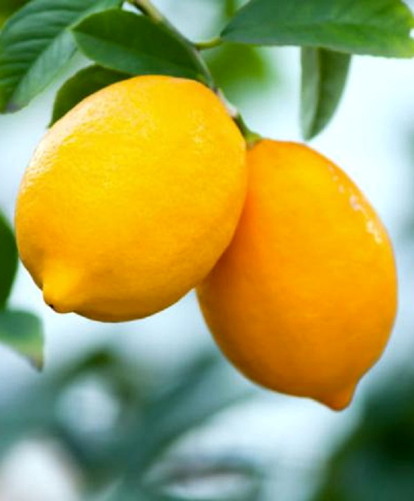 lemon price hike: See Its lemon meme? No, this Man protest against Inflation in punjab lemon price hike: See Its lemon meme? No, this Man protest against Inflation in punjab