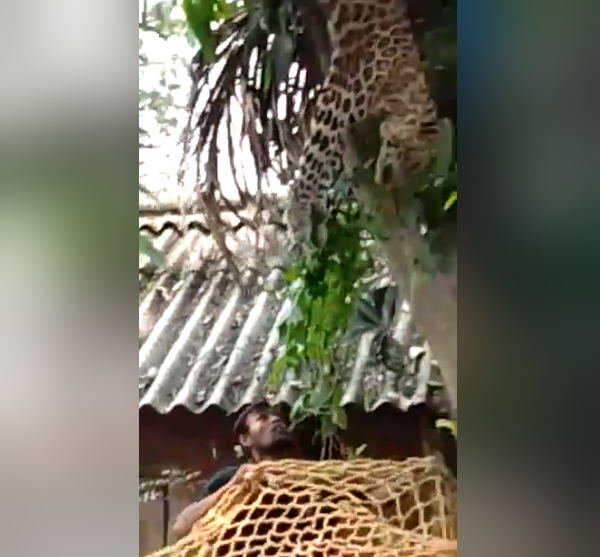 वन अधिकारी जाल पकड़े खड़े थे