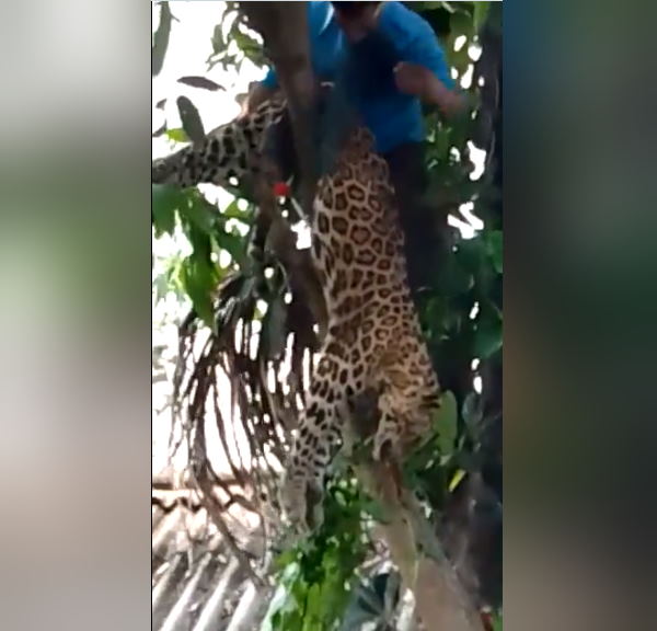  तेंदुए के रेस्क्यू का वीडियो