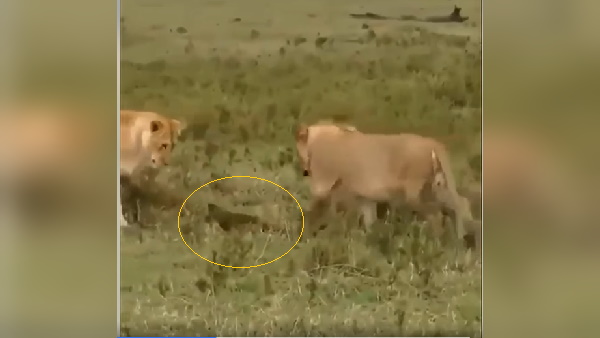 lioness defeated in forest