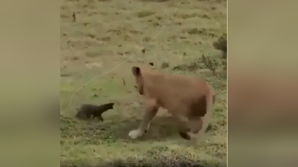lioness defeated in forest