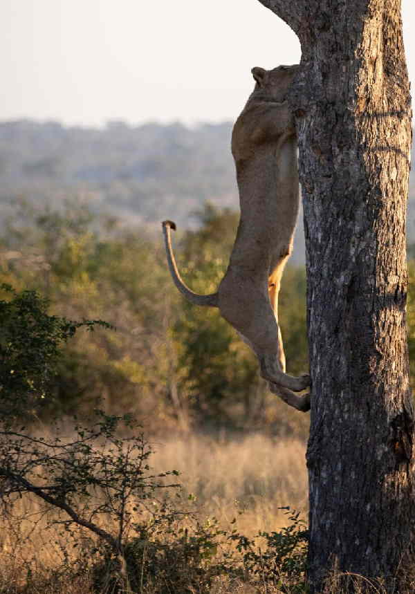 पेड़ पर ही दबोच लिया तेंदुआ, तभी डाल टूट गई पेड़ पर ही दबोच लिया तेंदुआ, तभी डाल टूट गई