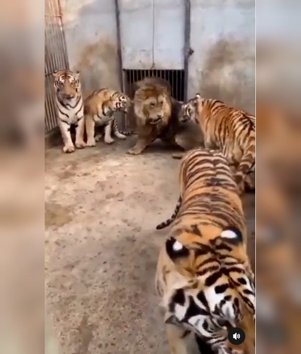 शेर और बाघ शेर और बाघ