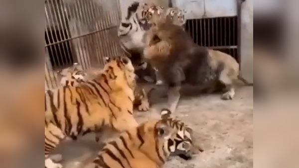 यहां के शेरों को एशियाटिक लॉयन कहते हैं यहां के शेरों को एशियाटिक लॉयन कहते हैं