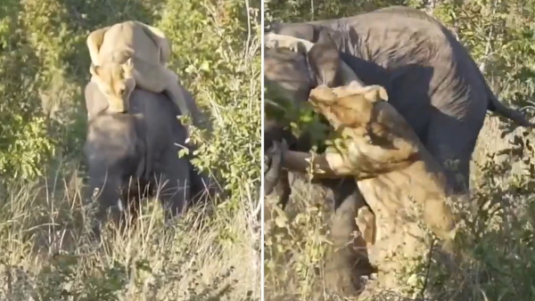 गजराज ने यूं सिखाया सबक गजराज ने यूं सिखाया सबक