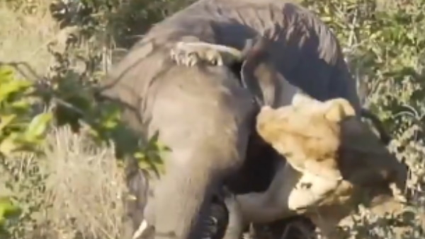 वायरल हुआ वीडियो वायरल हुआ वीडियो