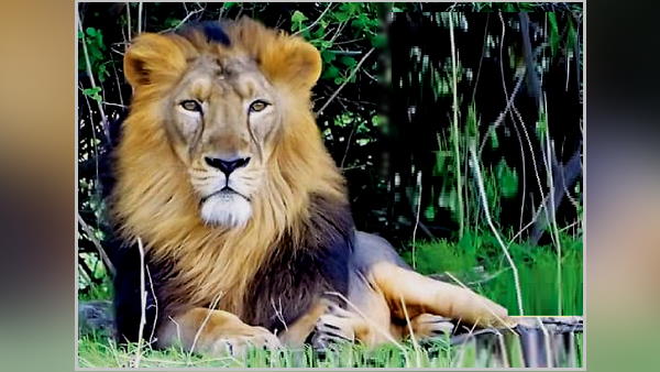 ग्रीन जूलोजिकल रेस्क्यू एंड रिहैबिलिटेशन किंगडम