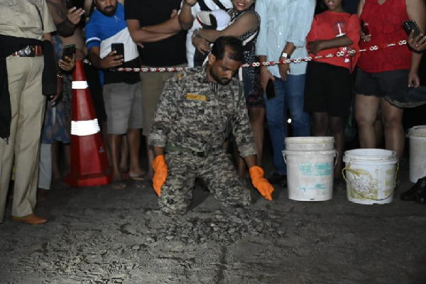 6,500 Olive Ridley turtle hatchlings were released into the sea from Goas nesting beaches