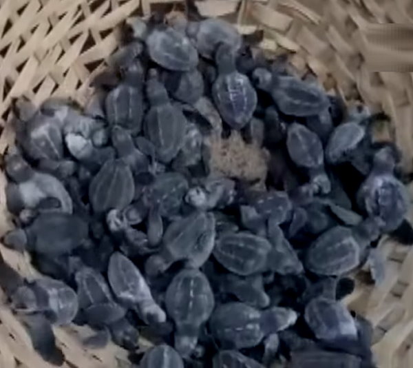 6,500 Olive Ridley turtle hatchlings were released into the sea from Goas nesting beaches