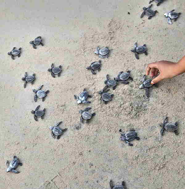 ब्रह्मपुर के तट पर आ चुके लाखों