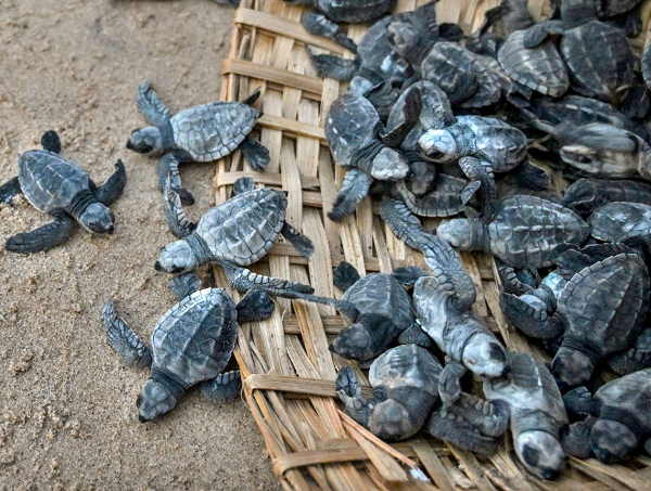टोकरे में छोड़े गए कछुए