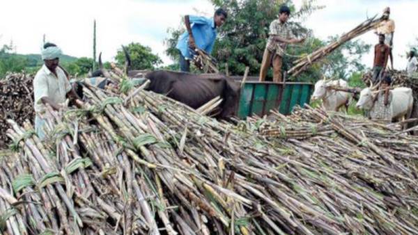 किन-किन चीज़ों से बनता है इथेनॉल ?