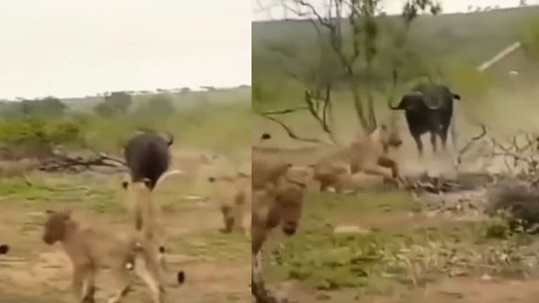 वायरल हो रहा है वीडियो वायरल हो रहा है वीडियो