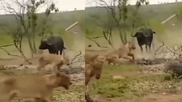 भैंसे के सामने चारों खाने चित भैंसे के सामने चारों खाने चित