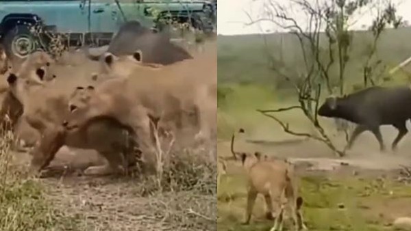 शेरों से झुंड से अकेले भिड़ गया भैंसा शेरों से झुंड से अकेले भिड़ गया भैंसा