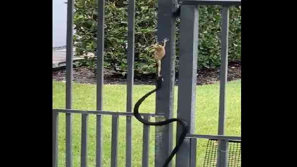 जब मेंढक ने किया जहरीले सांप का सामना 