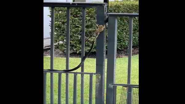 इस मेंढक ने दी जिंदगी की बहुत बड़ी सीख 