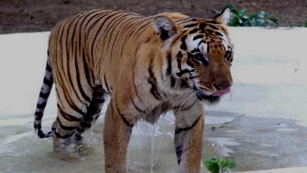 यहां रहती हैं पक्षियों की भी 16 प्रजातियां 