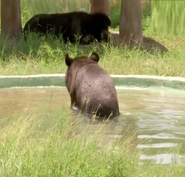Summer temperature high As 43°C Chandigarh , See how wilflife survive in Chhatbir Zoo