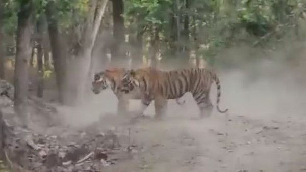 बाघिन को इंप्रेस करने की कोशिश बाघिन को इंप्रेस करने की कोशिश