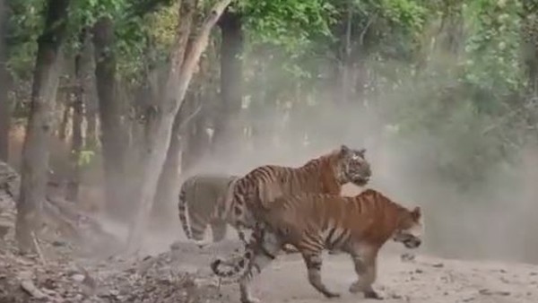 वायरल हो रहा है वीडियो वायरल हो रहा है वीडियो