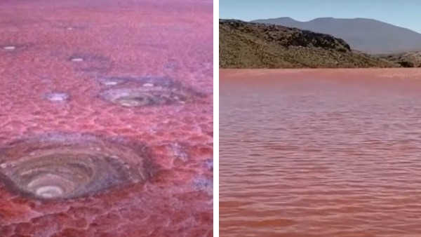 चुनिंदा जानवर ही पाए जाते