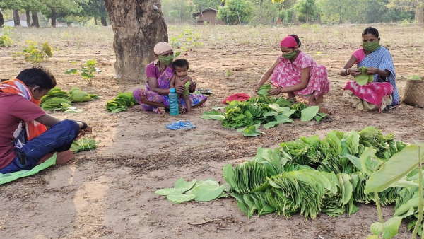  हर साल बड़े पैमाने पर होने वाली तेंदूपत्ता खरीदी प्रभावित 
