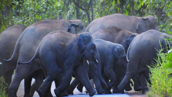 हाथियों ने बढ़ाई चिंता 