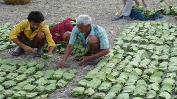 इसी महीने शुरू होना था तेंदूपत्ता संग्रहण का काम 