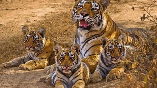 बिहार में ग्रीन कवर एरिया बढ़ाने पर ज़ोर