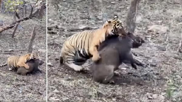 बाघिन ने जंगली सुअर को दबोचा