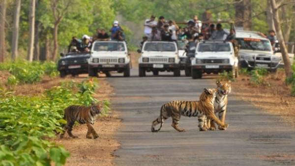 टाईगर रिज़र्व बनाने के लिए केंद्र से मिली मंजूरी