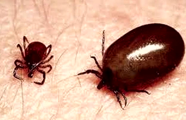 स्क्रब टायफस का खतरा