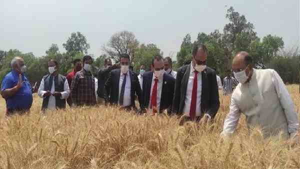 अबतक रूस और यूक्रेन से गेहूं खरीद रहा था मिस्र अबतक रूस और यूक्रेन से गेहूं खरीद रहा था मिस्र