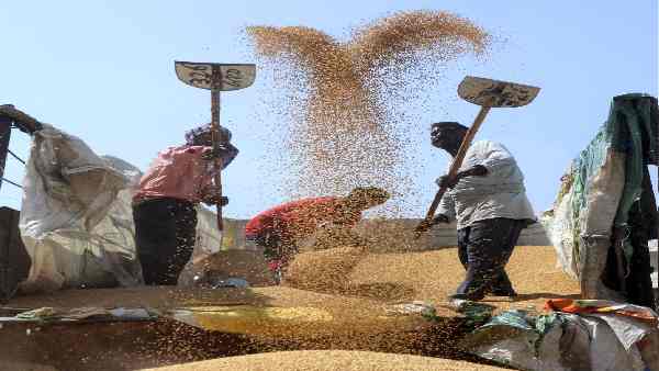 एमएसपी से ज्यादा कीमत पर गेहूं बेच रहे हैं किसान एमएसपी से ज्यादा कीमत पर गेहूं बेच रहे हैं किसान