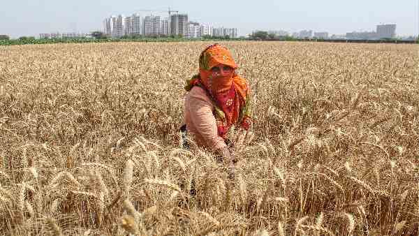 सरकार ने 1 करोड़ टन गेहूं निर्यात का लक्ष्य रखा है सरकार ने 1 करोड़ टन गेहूं निर्यात का लक्ष्य रखा है