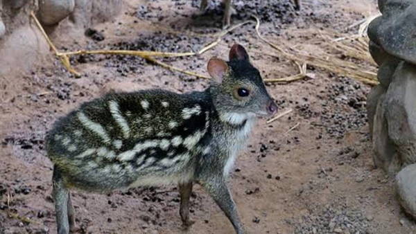 Summer temperature high As 43°C Chandigarh , See how wilflife survive in Chhatbir Zoo