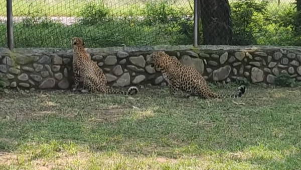 Summer temperature high As 43°C Chandigarh , See how wilflife survive in Chhatbir Zoo