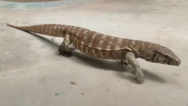 Summer temperature high As 43°C Chandigarh , See how wilflife survive in Chhatbir Zoo