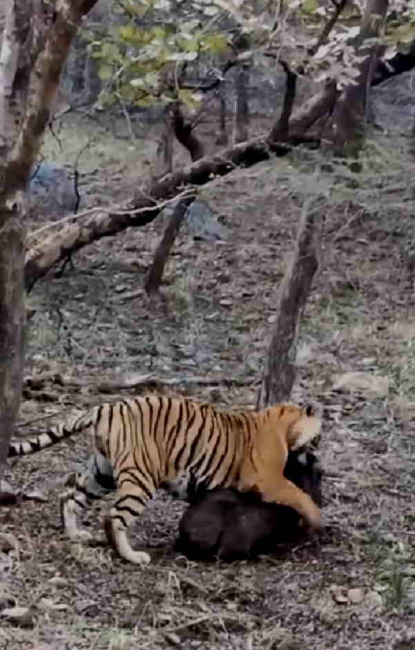 दुनिया के 80% बाघ यहीं पर