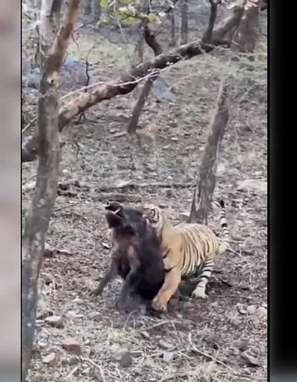 इसी तरह शिकार करते हैं बाघ