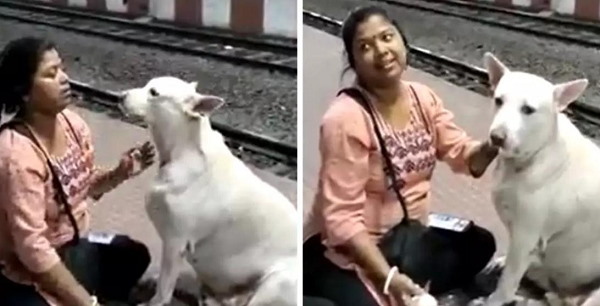 सफेद कुत्ते को दही-चावल खिलाए