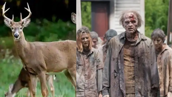 संक्रमित हिरण मारकर खा रहे हैं दूसरे हिरण संक्रमित हिरण मारकर खा रहे हैं दूसरे हिरण