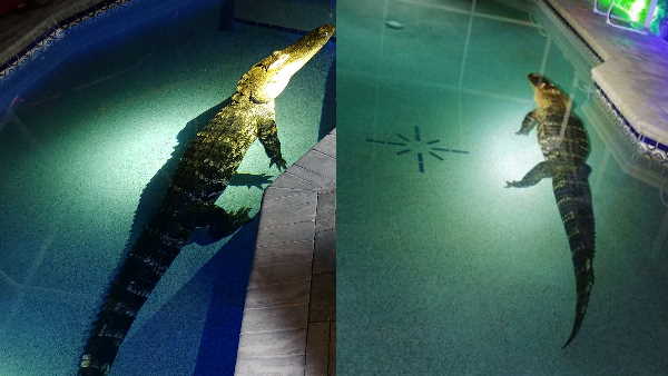 स्विमिंग पूल से आ रही थी आवाज