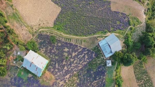 जम्मू कश्मीर में लैवेंडर की खेती