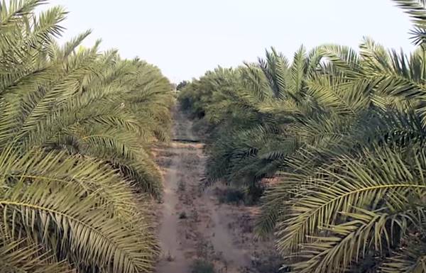 राजस्थान में इजराइल जैसी खेती !