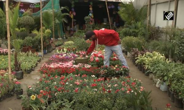 पौधों की कीमत