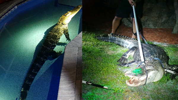 इतने बड़े मगरमच्छ को देखकर हुए हैरान