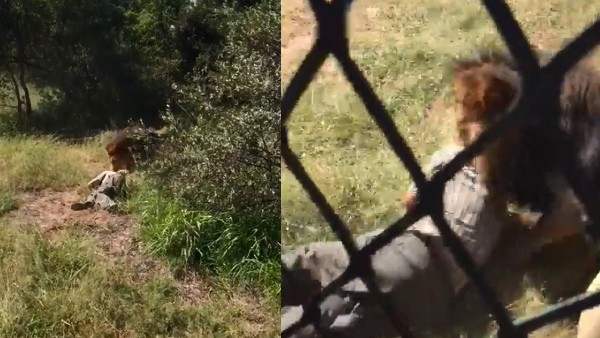 Horrible Video: Zoo Keeper is dragged away by Lion before being Served food Horrible Video: Zoo Keeper is dragged away by Lion before being Served food