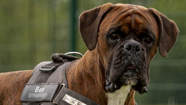 कुत्ते के पेट में थीं गोल्फ की 16 गेंदें